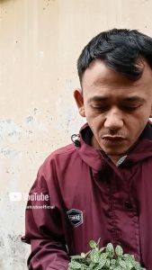 tanaman hias fittonia hijau daun mini