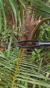 ALAT KASTRASI SAWIT / ALAT KEBUN SAWIT