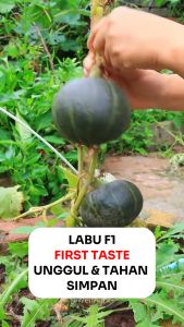 Benih Labu FIRST TASTE 4 Seed: Benih Labu Berkualitas Tinggi
