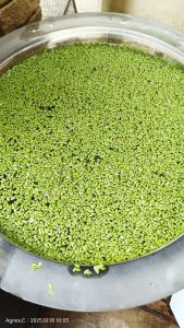 Lemna Minor - Duckweed Freshly Aqua Plant