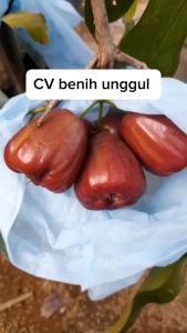 Bibit Jambu Air Dalhari Super Okulasi