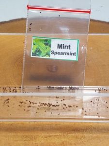 Benih Mint Spearmint Unggulan berkualitas biji daun min herbal bibit hydroponik hidroponik sayuran sayur