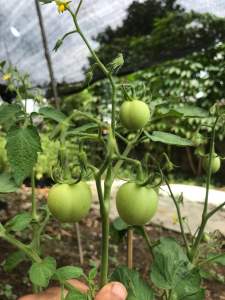 Bibit tanaman tomat apel sudah berbuah besar rimbun |tomat apel