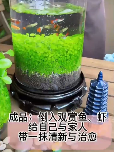 Aquarium Plant Seed水族植物种子  5-day rapid germination of water grass seeds 5天快速发芽水草种子Decorate fish tank plants 装饰鱼缸植物double leaf grass 双叶草，爱情草love grass