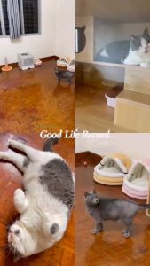 Cat Boarding Service Hotel House Accommodation Kucing