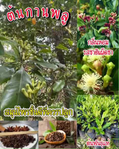 ต้นกานพลู สมุนไพรไทย ขนาด 20–35 ซม. กลิ่นหอม  ปลูกในกระถางได้ ปลูกง่าย