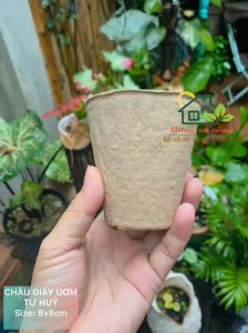 CG8UTH - 10 chậu giấy tròn/vuông tự hủy ươm cây giống tiết kiệm và bảo vệ môi trường. size 7.5x8cm