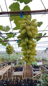 BIBIT ANGGUR IMPORT BANANA HASIL GRAFTING CEPAT BERBUAH