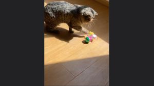 Đồ chơi banh lật đật gắn Chuột cho Mèo Đồ chơi cho Mèo - Love Pets Shop