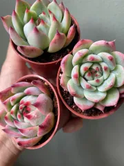Echeveria Claudia Rose Succulent 克罗地亚玫瑰諁多肉植物Succulent