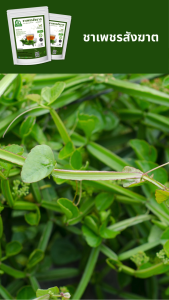 ชาเพชรสังฆาต ตราไร่กฤติยา (Cissus Quadrangula Tea)