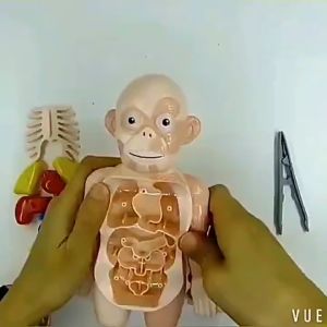 Mainan Anak Anatomi Tubuh Manusia Edukasi Anatomy Organ Body Manekin Boneka 3D DIY