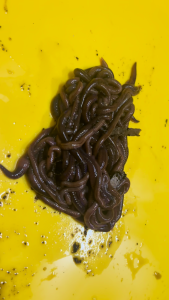 Earthworms (Africa Night Crawler) Live Pet Supplies Locally Farmed in Singapore Fresh Moist Strong Same Next Day Delivery Perfect for Kitchen Composting & Aquariums