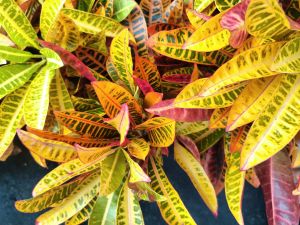 Minangga san fransisco TRICOLOR ☘️ LIVE PLANTS ☘️ Clovergreen plamts shop