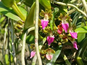 เอื้องจั๊กจั่น ไม้ไทยแท้ หายาก ราคาพิเศษ