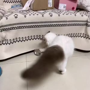 Prank Rat Mouse Cat Teaser Pet Toy Wind-Up Novel Scary Trick Funny Toys Thanksgiving Christmas Gifts