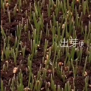 （爆款种子）草坪种子护坡草籽四季常青绿化黑麦草高羊茅耐旱工程种孑种植矮生