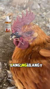 [BUY 1 GET 1 FREE] TILMOCO 25 35ml Eye & Nasal Drops for Chickens & Birds Supports Respiratory Care & Healthy Breathing