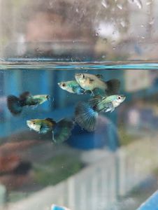 Platinum Dumbo Green ( Brazil ) Guppy 1 pair