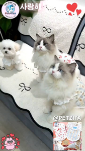 🇹🇭พร้อมส่ง🇹🇭💖🎀 เสื้อแขนกุดสุดน่ารัก แต่งผ้าลูกไม้ที่ปกคอ ผ้าฝ้ายสปันย่นใส่สบาย เสื้อสัตว์เลี้ยง สุนัข หมา แมว