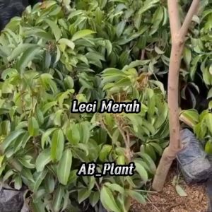 Bibit Leci Kom Merah Super Cepat Berbuah