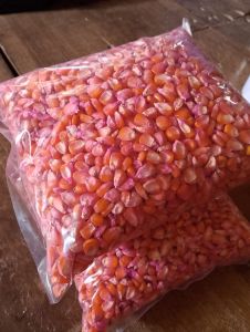 GROSIR MURAH 1 KG BENIH JAGUNG SUMO PERKASA JUMBO KEMASAN REPACK LOKAL BERKUALITAS