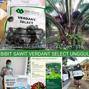 BIBIT POLONG KECAMBAH SAWIT VERDANT SELECT UNGGUL BERSERTIFIKAT TERLARIS BIBIT SAWIT SULTAN VERDANT SELECT ASLI UNGGUL BERSERTIFIKAT