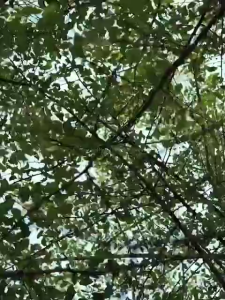 xe đạp trẻ em Beigexe đạp cho bé 2-12 tuổiXe đạp cổ điển có giỏPhong cách người đưa thư dễ thương