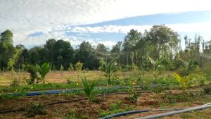 Béc tưới SD9000 liền van béc phun mưa tưới gốc chống côn trùng có điều chỉnh bán kính và lưu lượng- Hệ thống tưới phun mưa