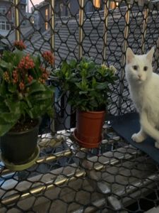 Balcony Protective Net Cat-Keeping Window Sealing Net Large Hole Plastic Mesh Kids Protective Net Anti-Fall Safety Fence