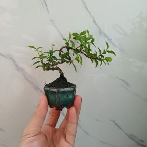 Cây mai chiếu thủy siêu mini kèm chậu bát Tràng