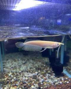 AROWANA SILVER ALBINO SPECIAL