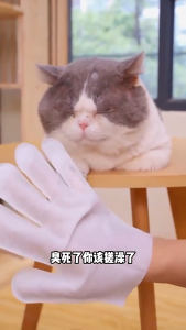 [SG] Pet Cleaning Gloves Disposable Pet Glove Wipes No Bathing Suitable for Cats and Dogs