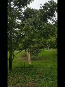 ด็อกเตอร์ทรี(อะมิโน-ฮิวมิค-ฟูลวิค) แก้ปัญหาทุเรียนก้านธูปยอดไม้กวาด ล้างสาร พื้นต้นหลังเก็บเกี่ยว กระตุ้นการแตกรากใหม่ขนาด 25 กิโลกรัม จำหน่ายโดย บริษัท นามวิชัย จำกัด