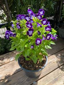 ต้นแววมยุรา#ดอกมี 2 สีให้เลือก#ถุงชำ