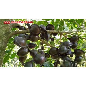 Bibit Jengkol Unggul super Berkualitas Murah