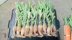 combo 10 cây sứ thái giống ship nhổ cây