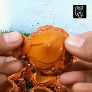 Cepuk Fiber untuk Burung Kecil: Tempat Pakan & Minum