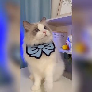 BJ Pet - ปลอกคอสัตว์เลี้ยงผ้าพันคอ ประดับโบว์ ป้องกันการเลีย ปลอกคอหมา ปลอกคอแมว ปลอกคอน่ารัก ปลอกคอ สำหรับสัตว์เลี้ยง