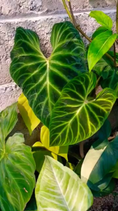 Philodendron verrucosum - - Pokok Philodendron Verrucosum - फिलोडेंड्रोन वेरुकोसम Philodendron verrucosum – Velvet Foliage Golden Veins Fuzzy Petiole Rare Aroid Beauty Indoor Tropical Collector LIVE PLANT