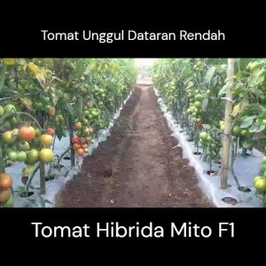 Benih Tomat Hibrida MITO F1 Cap Mutiara Bumi 1750 butir Dataran Rendah