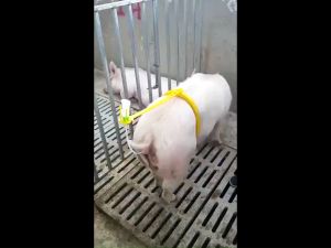 สมุดรูปเดือยผสมกับหมูนางและหมูสาว เป็นเดือยผสมเทียมสุกรที่นอกเหนือจากสมุทรัพย์ สมาธิให้ผู้วัตถุประสงค์ด้วยถุงและสิ่งที่จำเป็น