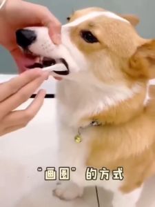 Sikat Gigi Hewan Peliharaan & Set Perawatan Gigi Kucing Anjing Aksesoris Hewan Peliharaan