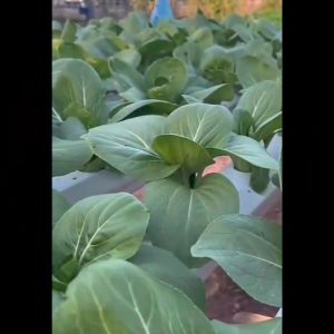 ม้ารุ้ง 🇹🇭 Z018 ผักซอง ม้ารูน ผักซองผักเขียว ม้ารูน เมล็ดพันธุ์ ผักม้ารูน ผักสวนครัว ตราม้ารูน