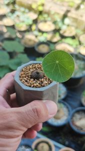 Stephania Erecta 圆叶山乌龟