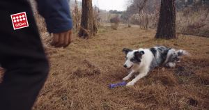 [GiGwi] Johnny Stick - Dog Toy | Special textures help with dental cleaning and massage oral cavity |Suitable for Fetch and Chewing