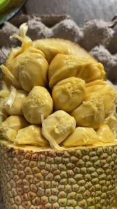 Bibit Cempedak King Unggulan Cepat Berbuah Green Plants