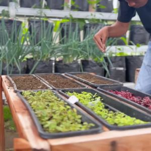 Benih Seribuan - Paket 5 Macam Benih Bayam Sayuran Unggul