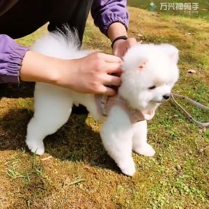 Rompi kucing rompi harness tali tuntun Harness Modis Mesh Lembut dengan Tali Pengikat Reflektif