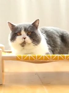 NiftyHome เตียงนอนไม้สําหรับสัตว์เลี้ยง ที่นอนแมว แข็งแรงทนทาน บ้านแมว เตียงไม้แมว อุปกรณ์สัตว์เลี้ยง เปลนอนสําหรับสัตว์เลี้ยง